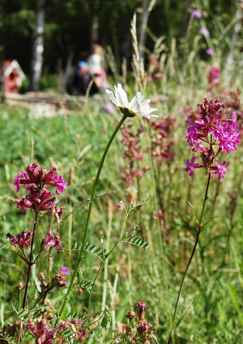 Plantor för markmiljöer 85 Skapa mer natur