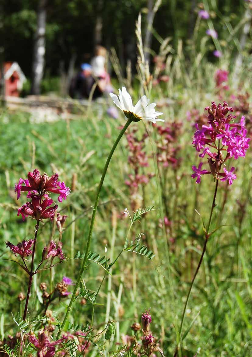 Plantor för markmiljöer 85 Skapa mer natur