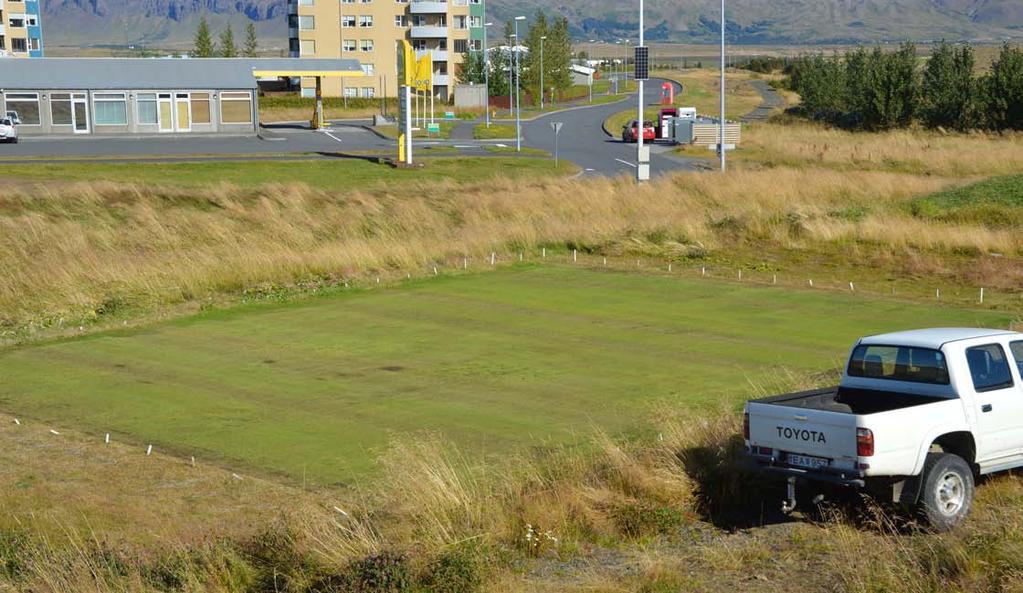 Kärrgröe eller engelskt rajgräs som «hjälpgräs» vid hjälpsådd efter vinterskador SCANGREEN-försök i Reykjavik, Island, 1 september 2016. Foto: Gudni Thorvaldsson.