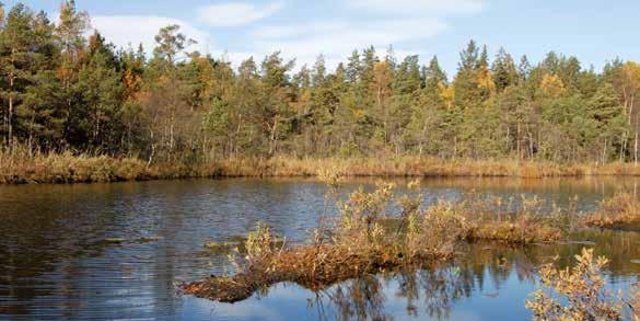 Kom med ut i svampskogen! Söndag 9 september 10.00 Rudans naturreservat Om hösten har varit bra så vimlar det av svamp i skogen! Vill du lära dig att känna igen dem?