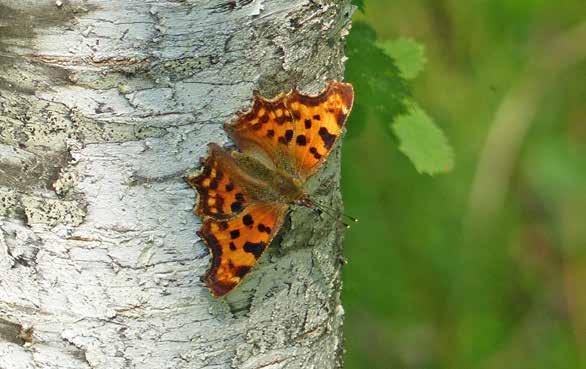 JUNI I fjärilarnas landskap Söndag 3 juni 12.00 Följ med på en fjärilsvandring i det natursköna kustområdet runt Stegsholm på Gålö.