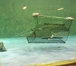 1 Verksamhetsberättelse för Kustlaboratoriets arbete för Program Sälar och Fiske. Arbetet har utförts av gruppen Säl, skarv och redskapsutveckling vid Kustlaboratoriet. Fiskeriverket.