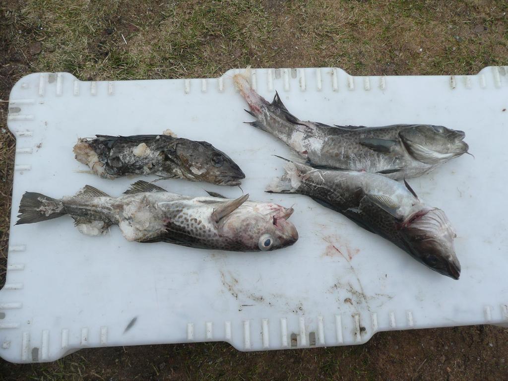 3 Det fanns en tendens till större fångster i burarna med snitsel,5 torsk per burdygn jämfört med, i kontrollen. Men skillnaden är inte signifikant (p=,1).