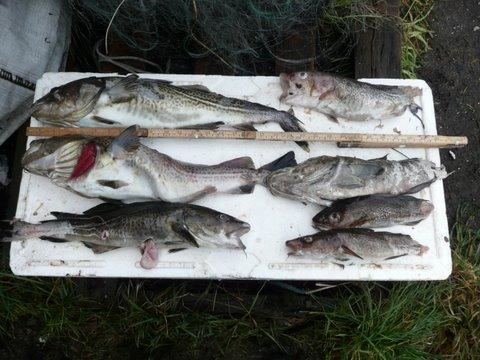 Under de senaste 11 dragningarna har fisk varit sönderbiten vid tillfällen men ännu inga skador på redskapen.