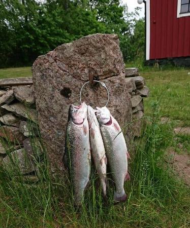 Ett knippe regnbågar från Camp Mayfly Brostorp.