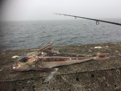 Mohamed Zrewill fångade en knot på 300 g i Västhamnen i Helsingborg. Lennart Bundy har anmält en näbbgädda på 540 g och en abborre på 305 g som togs i Bjärlången.