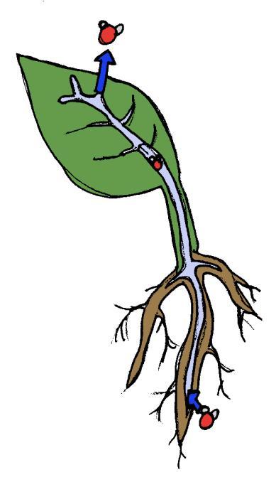 2. Växter suger upp vatten från marken med sina rötter. Vattnet rör sig genom växten ut till bladen. Sedan lämnar vattenmolekylerna bladen och stiger upp och bildar moln. Detta kallas transpiration.