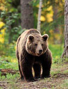 KANOTSAFARI Paddla kanot i den vackra naturen i forsar, åar och sjöar. Möjligheterna är många allt från kortare i sjön till flerdygnsturer med övernattning.