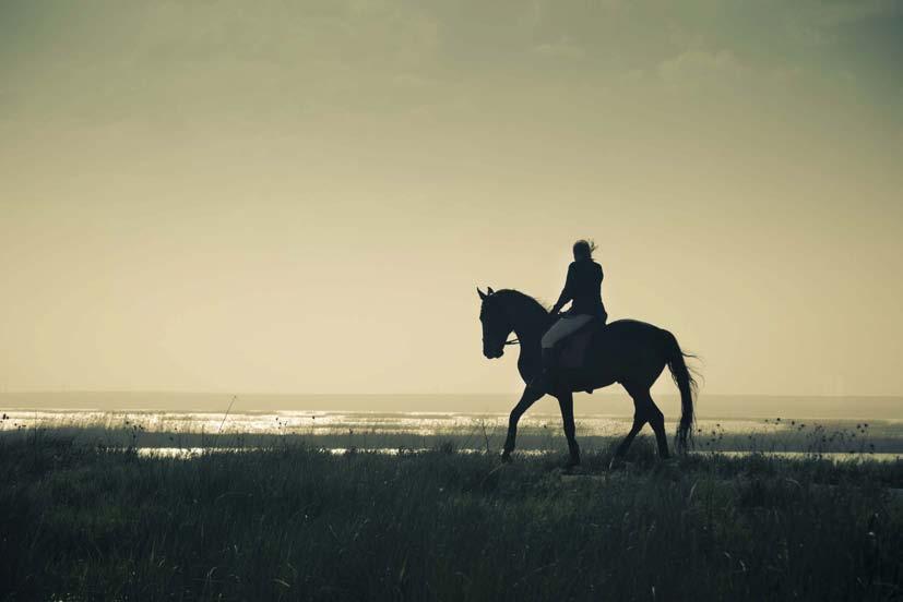 ÄVENTYRSRIDNING - NORDSVENSKA HÄSTAR Ridtur utöver det vanliga cowboystuk ut i den fantastiska fjällvärlden.