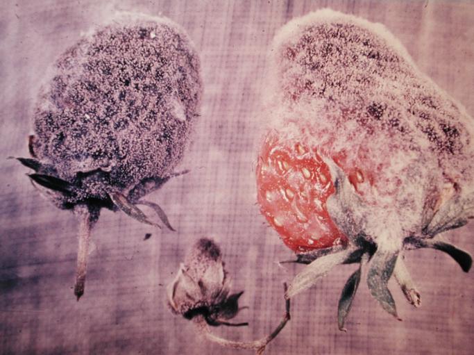 Skylt 41, Gråmögel på jordgubbar, Botrytis cinerera Observera att nedanstående är ett underlag för inläsning av ljudfil. Gråmögel kan vara en mycket allvarlig skadegörare i jordgubbsodling.