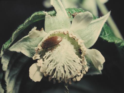 Skylt 51, Hallonänger, Byturus tomentosus Observera att nedanstående är ett underlag för inläsning av ljudfil. Denna lilla skalbagge är mycket vanlig både i odlade och vilda hallon.