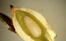 De syns under hela säsongen. Gallerna är hårda med ett hålrum i mitten där larven lever och äter hela sommaren. biologi Gallmygglarverna är fotlösa, vitaktiga, ca 3-4 mm långa.