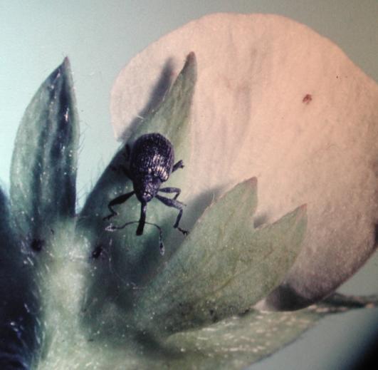 Skadebild Efter att hon lagt ett ägg i blomknoppen biter honan delvis av blomskaftet, så att de vissnande blomknopparna hänger kvar på plantan, se bild. En hona kan förstöra 100-150 blomknoppar.