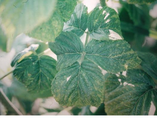 Plantans tillväxt hämmas och skörden minskar.