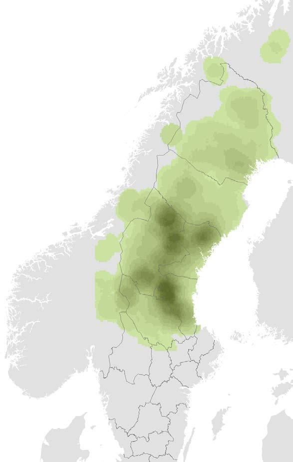 Figur 1. Karta över utbredningen av björn i Skandinavien baserat på insamlad spillning (DNA-inventering). Mörkare färg innebär högre relativt björntäthet.