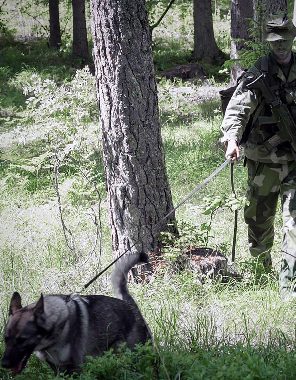 säkerhetsförbandstjänst (Halmstad) Stridsteknik Hund Säkerhetsförband Kursen vänder sig till soldater/hundförare i insats organisationen