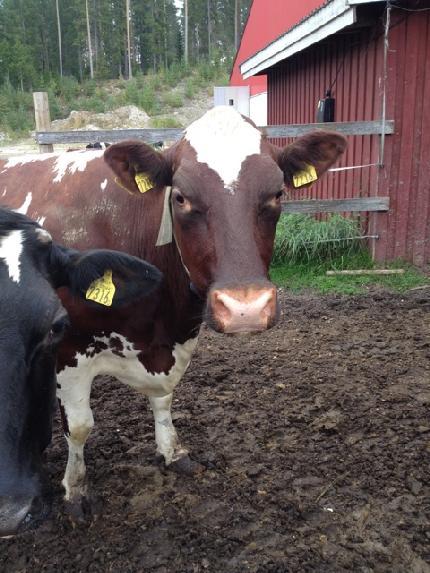 Anläggningen har under många år inte fungerat optimalt, men man jobbar med att förbättra processen. En liknande anläggning med produktion av värme och el finns på reningsverket i Piteå (PRIEVA).