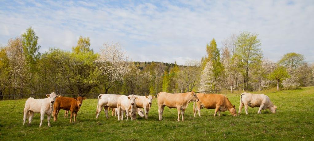 3 Uppföljning av kommunfullmäktiges styrkort och Vision Skövde 2025 Uppföljning av kommunfullmäktiges styrkort och Vision Skövde 2025 3 Andel förnybar energi i Skövde kommun som organisation var 65