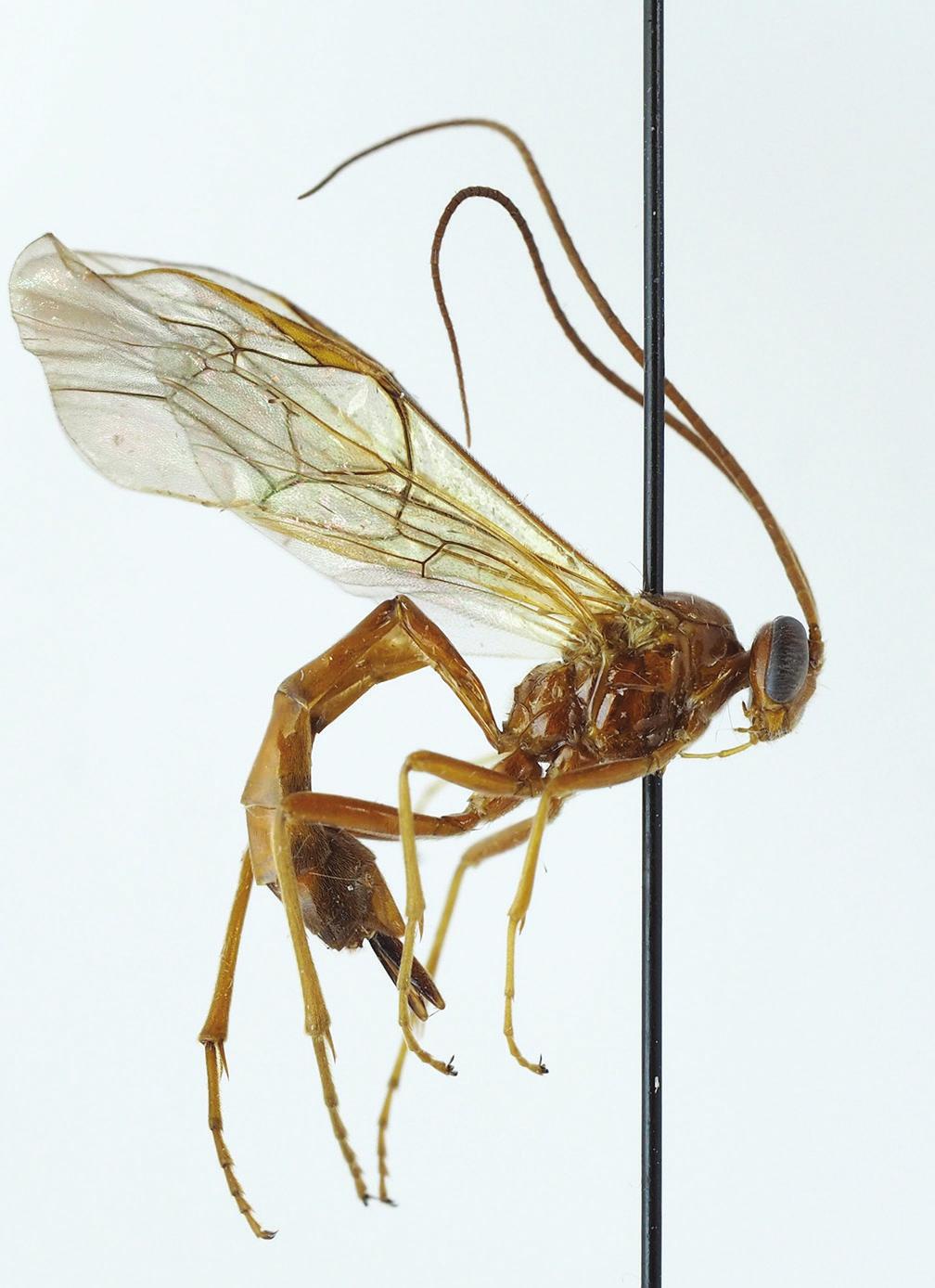 Nils Ryrholm, Niklas Johansson & Mark R. Shaw Figure 1. Cidaphus alarius (Gravenhorst, 1829), female, where the broad ovipositor sheaths are clearly visible at the tip of the abdomen.