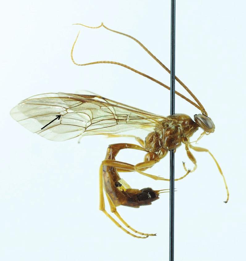 A new genus of ichneumonid wasps for Sweden Figure 2. Cidapus areolatus (Boie, 1850), male, where the fine elongate parameres are clearly visible at the tip of the abdomen.
