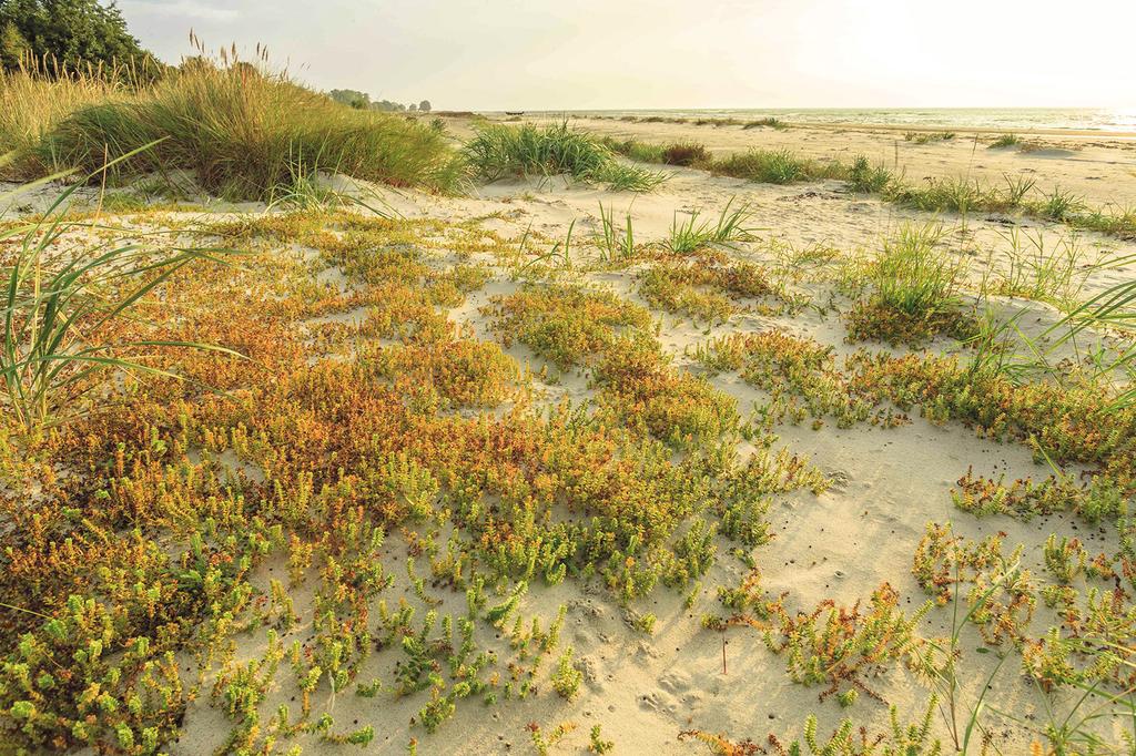 A new genus of ichneumonid wasps for Sweden Figure 5. The sandy coastal habitat where the first and and so far only Swedish specimen of Cidaphus alarius was found in Sweden. Photo: Nils Ryrholm.