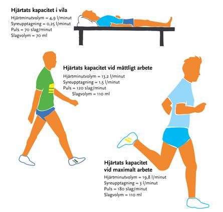 Se ex nedan där full slagvolym nås redan vid måttligt arbete, d v s 50 % av VO2 max.