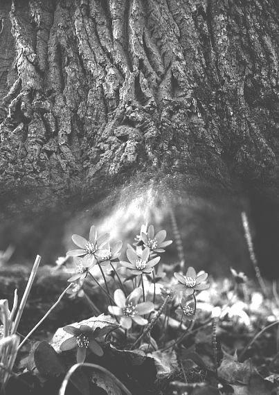 N aturreservat i Hallsberg I vår pågående serie om naturreservat i Hallsberg besöker vi i år Sköllersta ekäng. Så här beskrivs den i boken Närke utgiven av Naturfotograferna (N) på Libers förlag 1986.