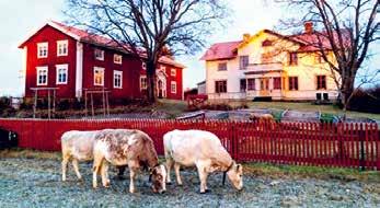 Ovanåkers kommun Per-Anders LÅNGHED, ALFTA Pallars ÄLVKARHED Hälsingegården Per-Anders, även kallad Lammkatedralen, är från 1850-talet och drivs idag som kulturjordbruk med utrotningshotade