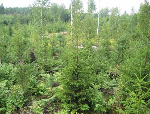 11 Text: Stefan Borgman Tidig vård av plantskog och vård av ungskog lönar sig alltid Tidig vård av plantskog, är en av de mest kostnadseffektiva åtgärderna under skogens omloppstid.