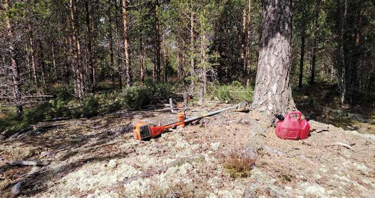 Förnyelseåtgärderna i skogarna har förbättrats genom bonitetsanpassade markberedningsåtgärder och kvalitativa plantor, vilket leder till att skogarna växer snabbare än förr.
