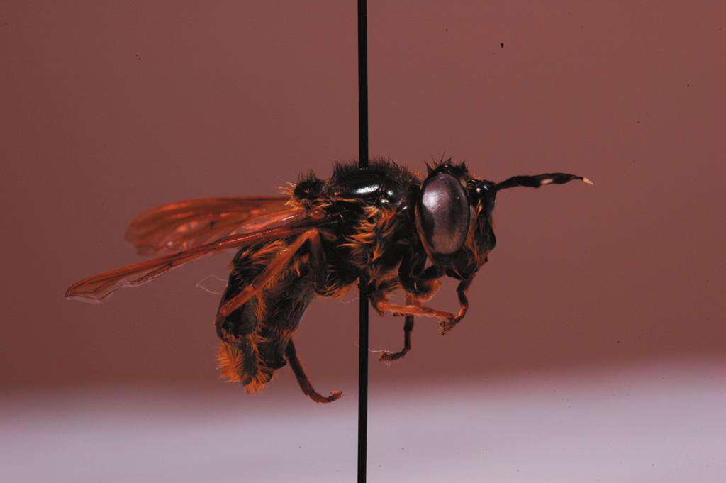 Intressanta fynd Rödlistade arter LJUS BRONSBLOMFLUGA Ljus bronsblomfluga Callicera aenea är en ca 15 mm lång, bronsfärgad blomfluga med kort gul behåring. Arterna i släktet Callicera känns bl.a. igen på sina, för blomflugor egendomligt långa antenner.