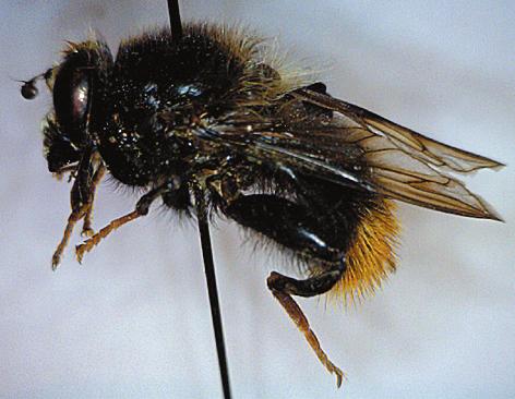 Två exemplar av ljus bronsblomfluga påträffades: ett i Vattenåkarbacken och ett i Magasinshagen, båda vid inventeringen av hasselmiljöer i eklandskap 2007.