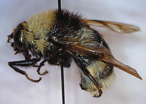 MÖRK GULDBLOMFLUGA Mörk guldblomfluga Ferdinandea ruficornis är en ca 10 mm lång, svart blomfluga med grönaktig metallglans.