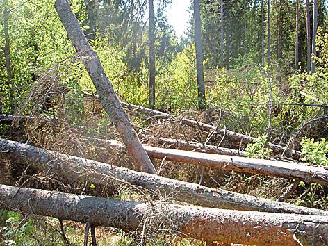 Sju områden med död granved i Linköpings kommun 2009 Sammanlagt 32 fönsterfällor sattes ut i olika typer av gransubstrat: lågor, högstubbar och stående torrträd.