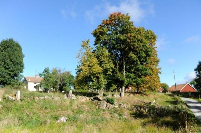 Bild 7 och 8. Asklokal med två olika markägare i Alingsås kommun. Den högra bilden visar en hage med ett flertal regelbundet hamlade askar.
