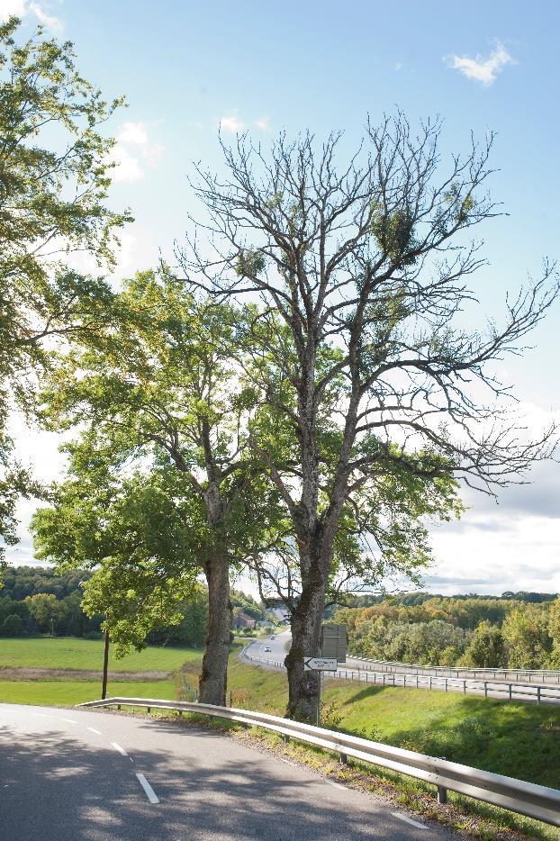 Sverige har ett internationellt ansvar att ta hand om gamla träd eftersom det, relativt sett, fortfarande finns kvar många åldrade lövträd i landet.