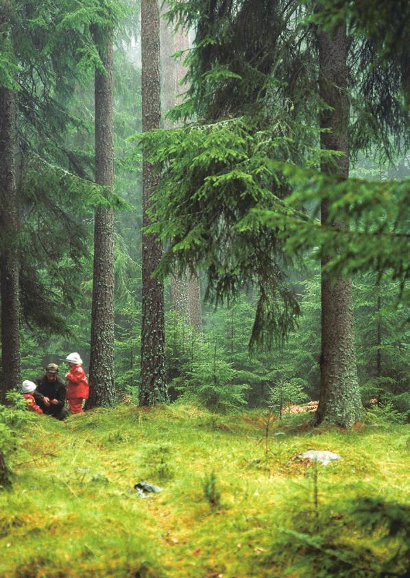 Korsnäs Din skogliga partner Mer certifiering i den svenska skogen Korsnäs kunder