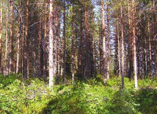 Öka medelstamvolymen I ett bestånd som röjs ökar medelstammens volym. Vid en röjning tar man bort de träd som inte passar in i den kommande skogen.