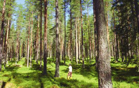 En fördel är också att en hel del skymmande småträd är borta, så föraren ser både träden och skördaraggregatet mycket bättre.