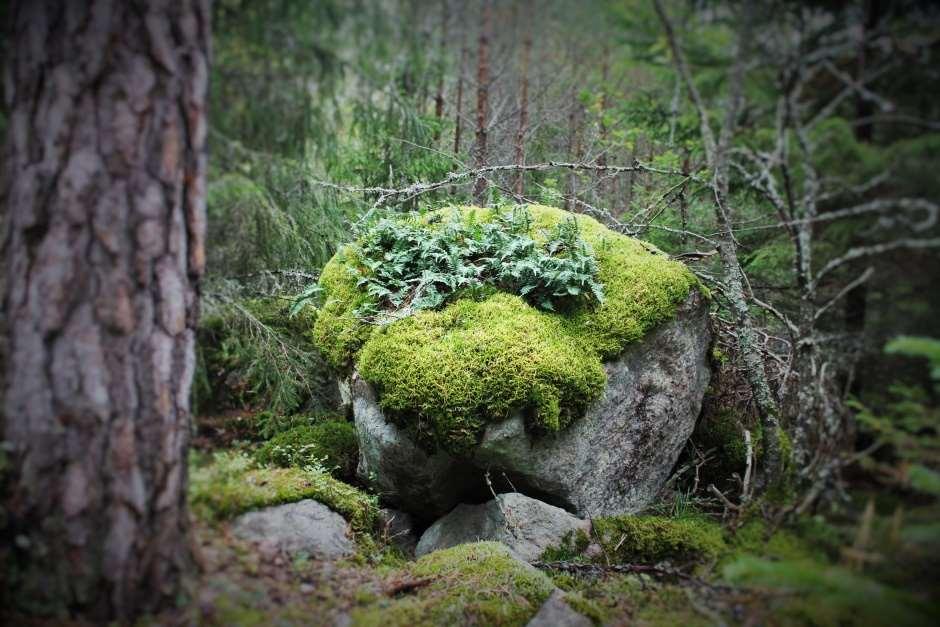 asprik skog där. Såväl kalkbarrskog som asprik skog är ansvarsnaturtyper i Uppsala län, vilket innebär att de har ett särskilt skydd just här.