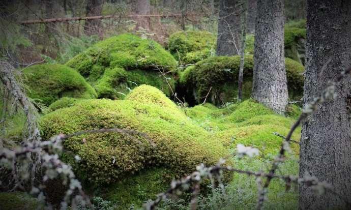 Mossfällar på stående