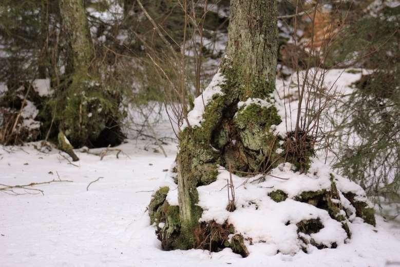 Alkärr Alsocklar i alkärr intill