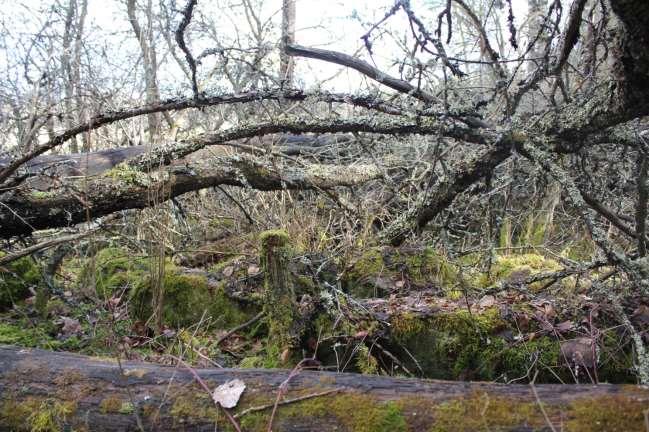 delen av skogen Gamla