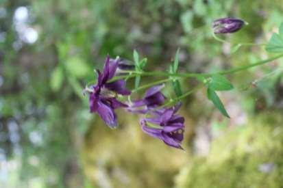 recurvus Rosa