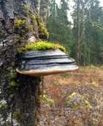 T) Tallticka (NT,