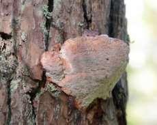 aspticka (NT, S,