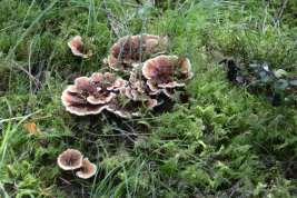 fingersvamp (NT, S) Kamjordstjärna (S)