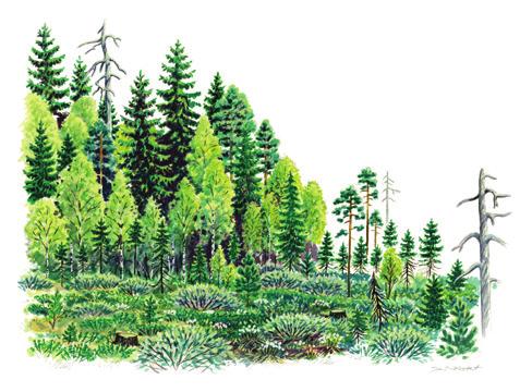7 Skötsel av övergångszoner I övergångszonen mellan skog och torvmark kombineras många egenskaper som är viktiga för viltet.