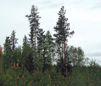 2 Skogsförnyelsearbeten Vid viltvänlig skogsförnyelse är målet att över omloppstiderna bevara särdrag som är viktiga för viltet, alltså från skogen som förnyas till den som anläggs.