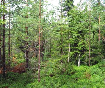4 Röjning Med tanke på viltet är det väsentliga vid plantskogsröjningen att bevara blandskogskaraktären och gynna variation i trädens storlek och avstånd från varandra.